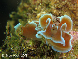 The face of a Rose Petal Bubble Shell (Hydatina physis) w... by Brian Mayes 